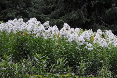 DSC_0408.JPG