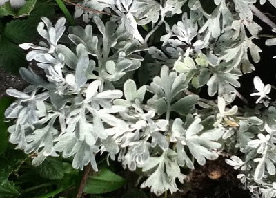 Artemisia stelleriana -Silver Brocade