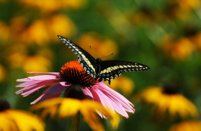 Young Female Black Swallowtail on a Echinacea Blossom