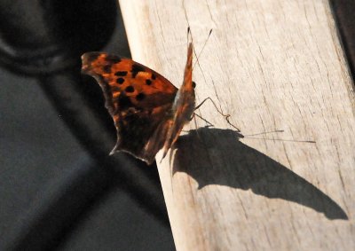DSC_0584.JPG