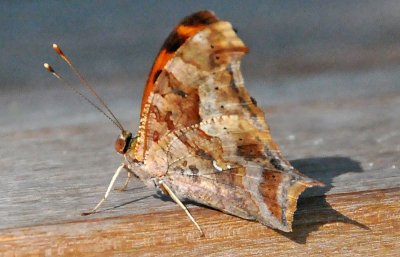 DSC_0586.JPG