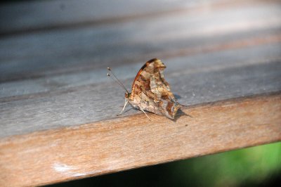 DSC_0587.JPG