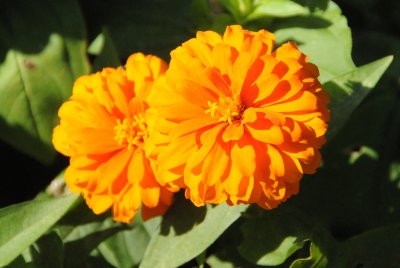 DSC_0597.JPG