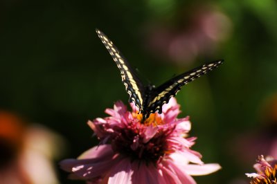 DSC_0611.JPG