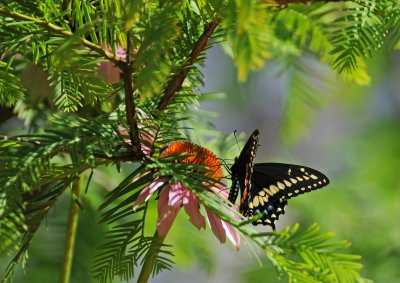 DSC_0612.JPG