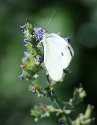 DSC_0619.JPG