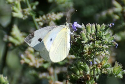 DSC_0620.JPG