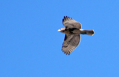 DSC_0628.JPG
