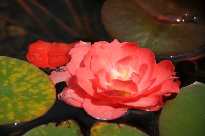 Water Lily - Mohonk Mountain House Garden