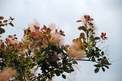 Cotinus or Smoke Tree Blossoms & Foliage