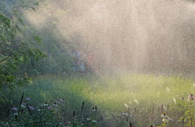 Watering the Garden in the Late Afternoon