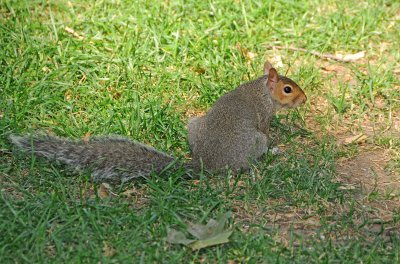 DSC_0867.JPG