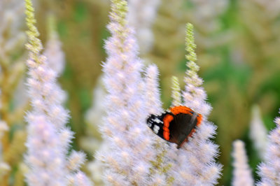 DSC_0872.JPG