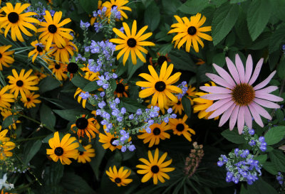Flower Garden Colors - Time Landscape Garden