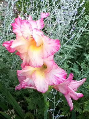 Gladiolus & Russian Sage