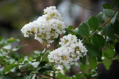 Crepe Myrtle Blossoms