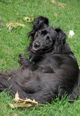 Border Collie Marley