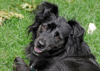 Border Collie Marley