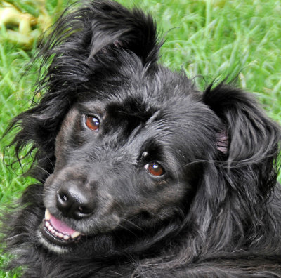 Border Collie Marley