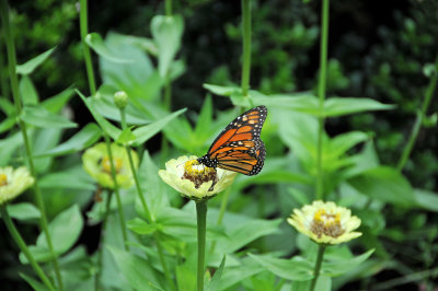 Conservatory Garden