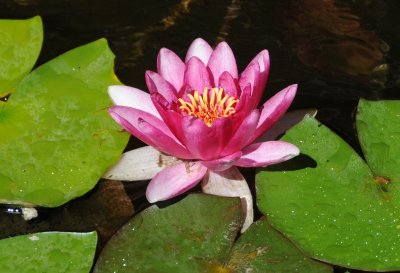 Water Lily - Family Reunion