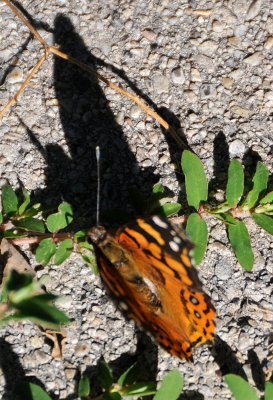 City Creek Park