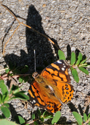 City Creek Park