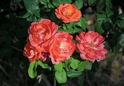 g4/26/411626/3/137214827.n73JQueH.jpg