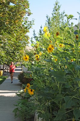 City Creek Park