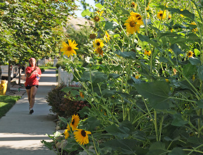 City Creek Park