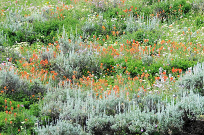 Utah Wildflowers & Uncultavated Plants