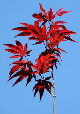 Japanese Red Maple Foliage