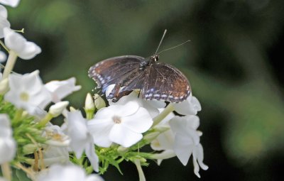 Swallowtail on White Phlox