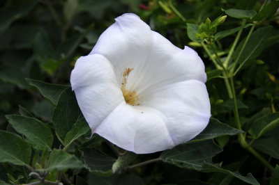 White Angel Trumpets or Brugmansia