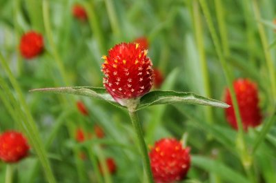 Gomphrena