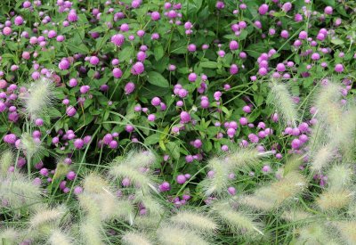 Grass & Gomphrena