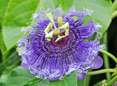 Passion Flower