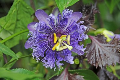 Passion Flower