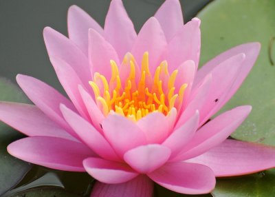 Water Lily