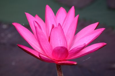 Water Lily