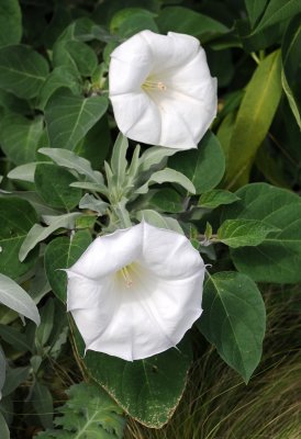 White Angel Trumpets or Brugmansia