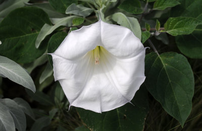 White Angel Trumpets or Brugmansia