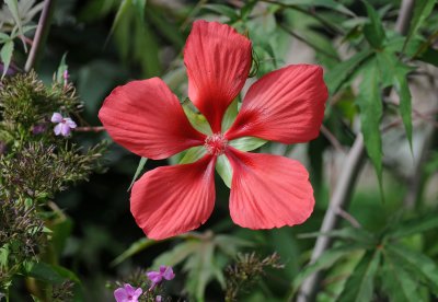 Hibiscus