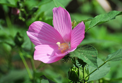 Hibiscus