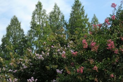 Crepe Myrtle & Dawn Redwood Trees