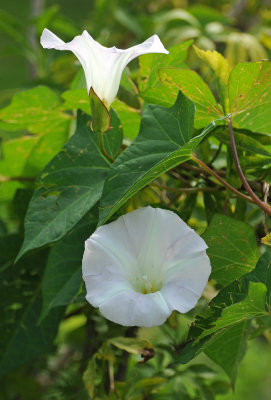 Morning Glory Blossoms