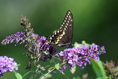 Black Swallowtail