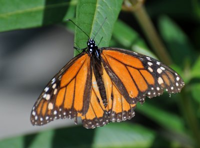 Monarch Butterfly