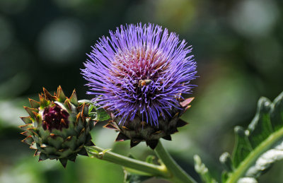 Thistle Flower