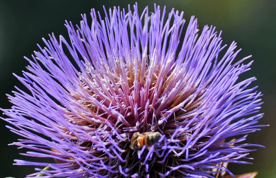 Thistle Flower